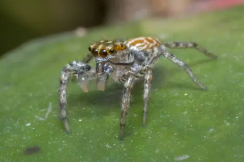 Naphrys pulex - пауков-прыгун