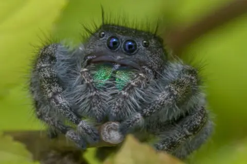 Phidippus audax - паук-прыгун