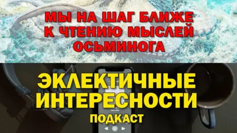Мы на шаг ближе к чтению мыслей осьминога. Подкаст «Эклектичные Интересности»