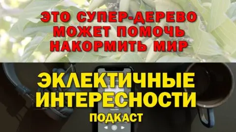 Это супер-дерево может помочь накормить мир и бороться с изменением климата. Подкаст «Эклектичные Интересности»